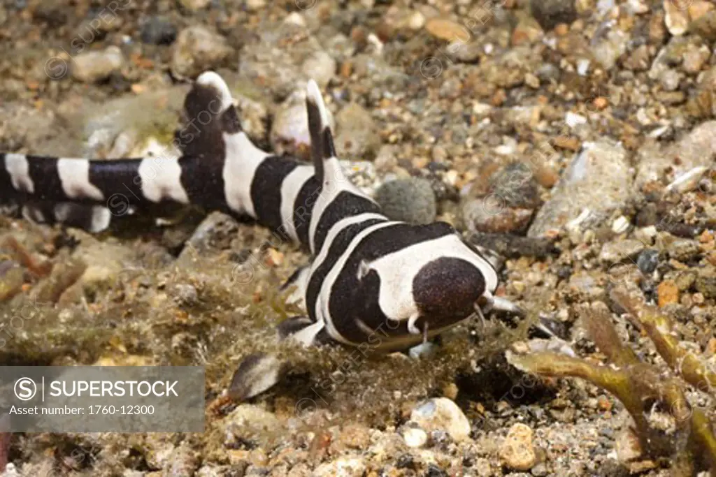 Philippines, Banded cat shark or Brownbanded bamboo shark Chiloscyllium punctatum