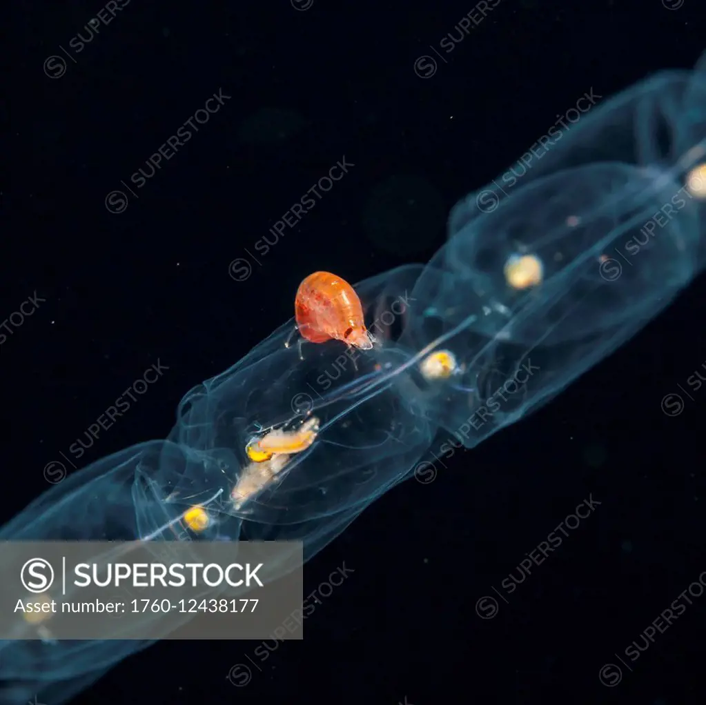 An amphipod riding a chain of salps; Island of Hawaii, Hawaii, United States of America