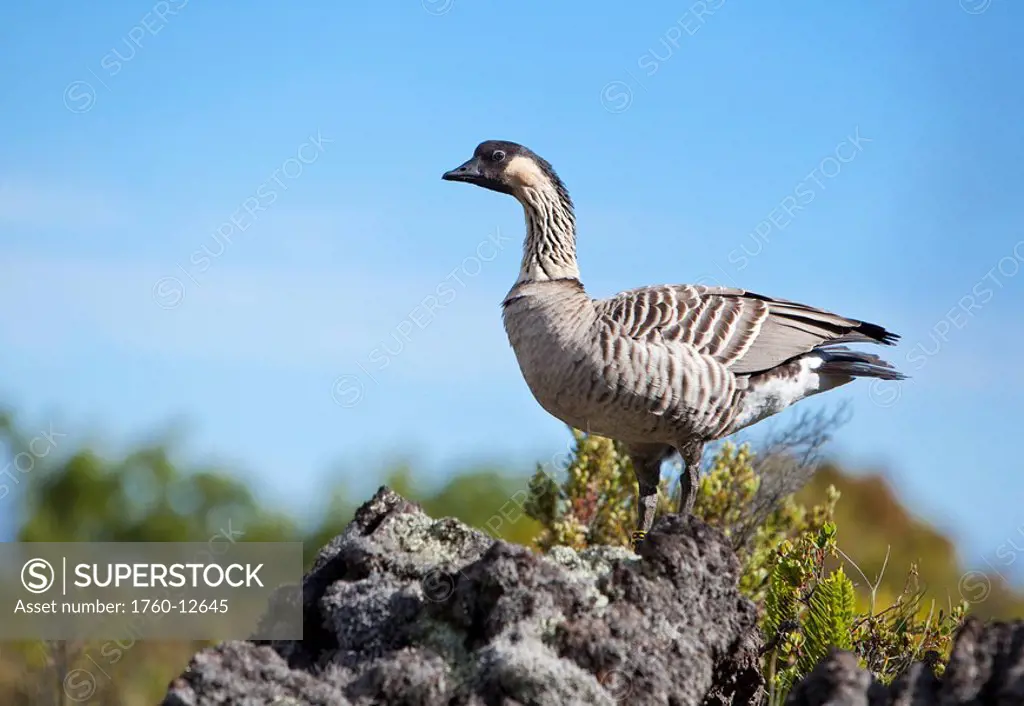 Hawaii, Maui, Haleakala, Nene goose Nesochen sandvicensis on rocky surface, Hawaii State Bird.