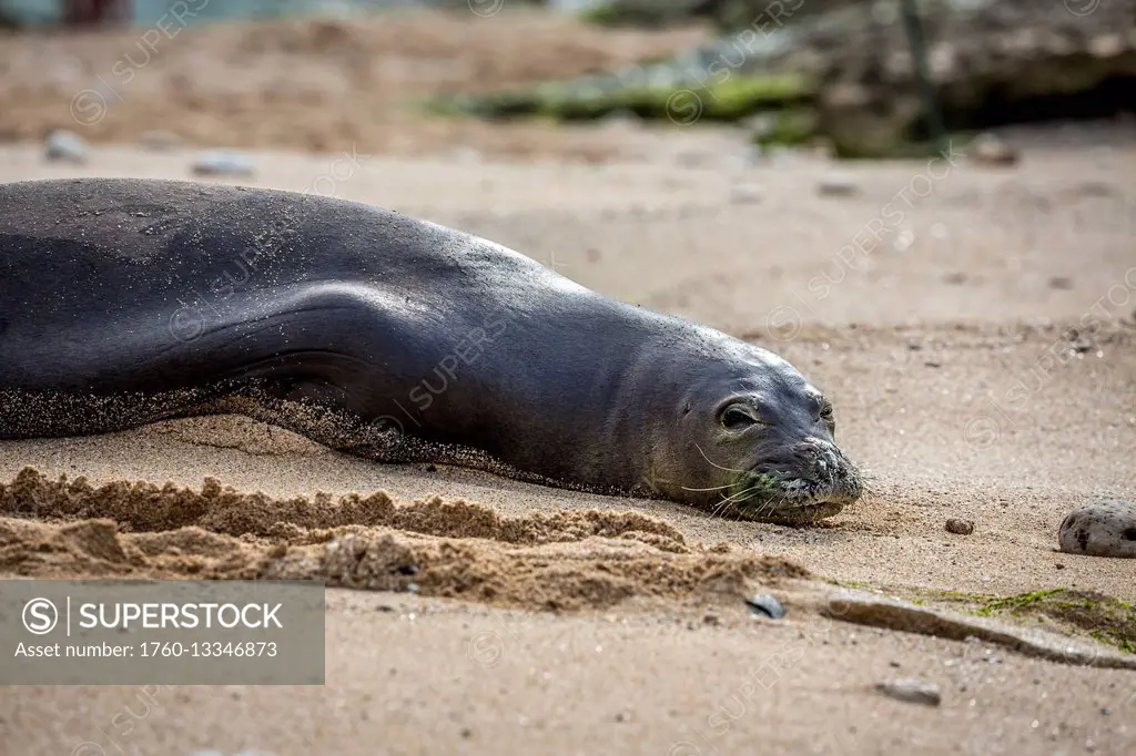 Hawaiian monk seal (Monachus schauinslandi), endemic and endangered, resting on a beach; Maui, Hawaii, United States of America