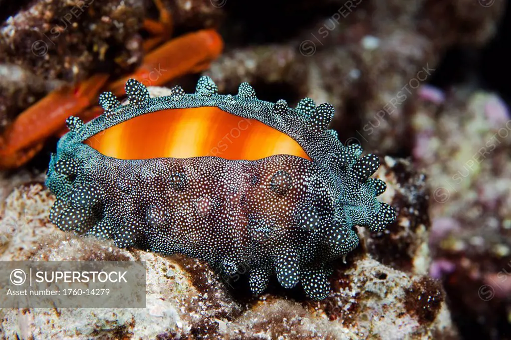 Hawaii, Mole Cowry Cypraea talpa with mantel partially covering shell at night.