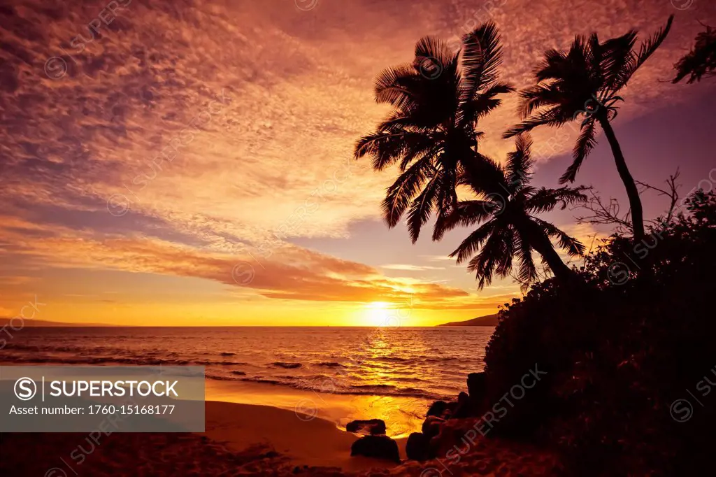 Palm trees at sunset; Kihei, Maui, Hawaii, United States of America