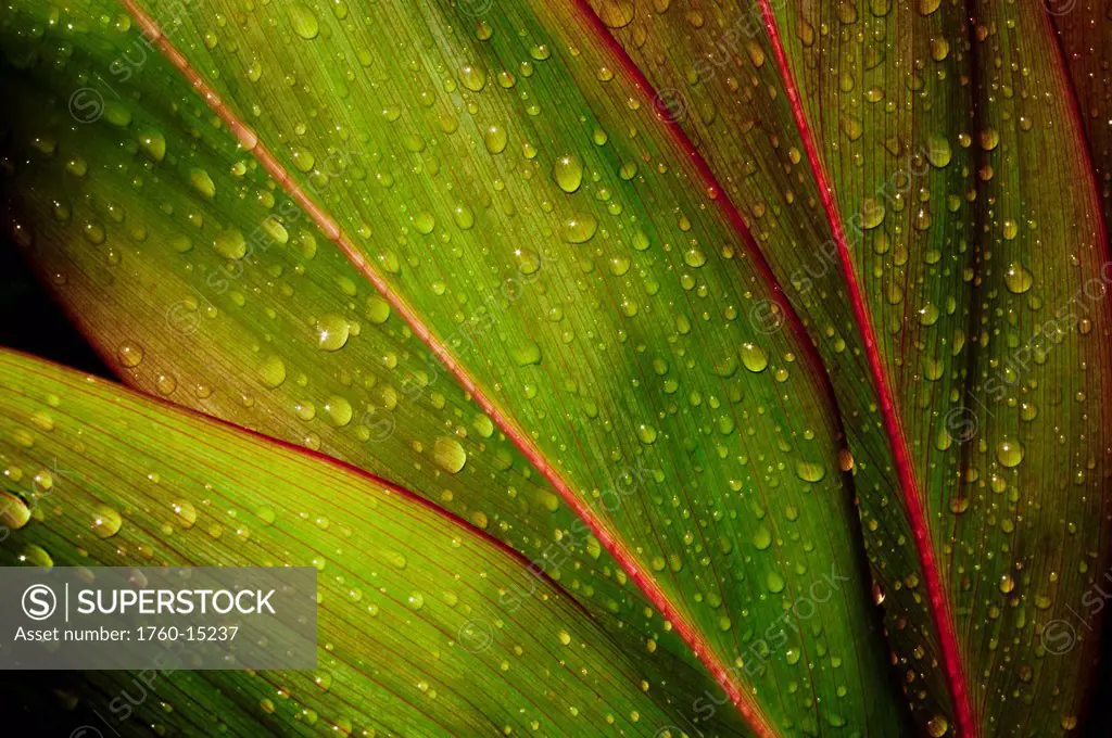 Close_up detail of green Ti leaf with raindrops.