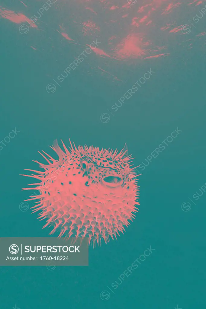 Hawaii, Maui, Spotted porcupinefish diodon hystrix, Puffed up with spines sticking out Black and white photograph