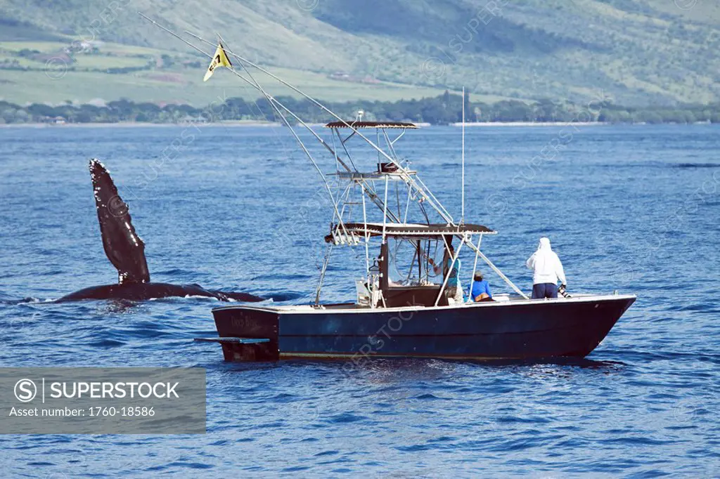 Hawaii, Maui, The pectoral fin of a humpback whale, Dan R. Salden, Ph.D, of the Hawaii Whale Research Foundation.