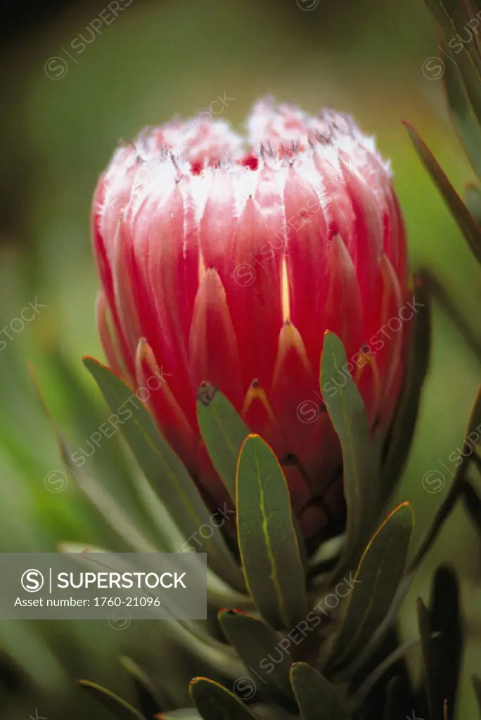 Close up of single fuzzy partially closed pink Mink Protea side