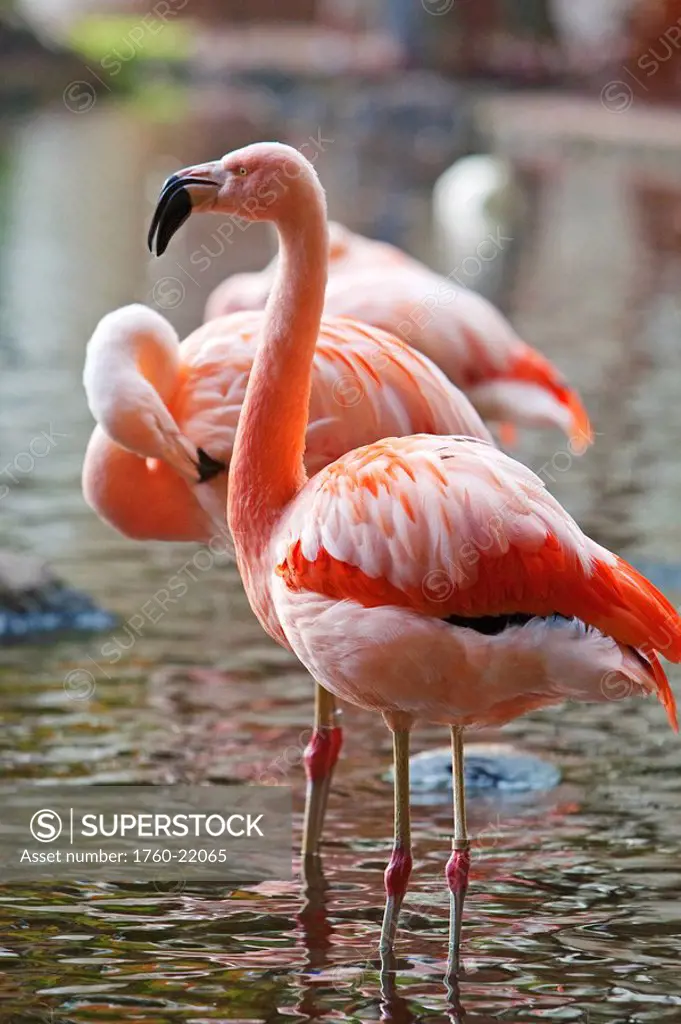 Hawaii, Maui, Marriott Resort, Pink Flamingos.