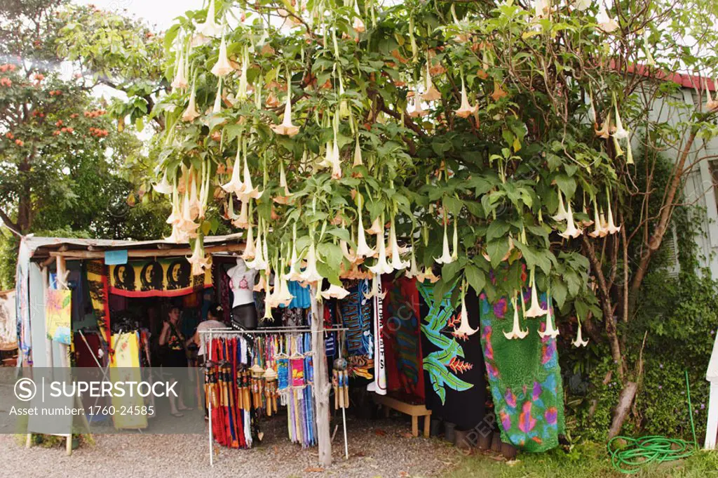 Hawaii, Oahu, North Shore, Haleiwa, Outside of gift shop, flowering tree in foreground.