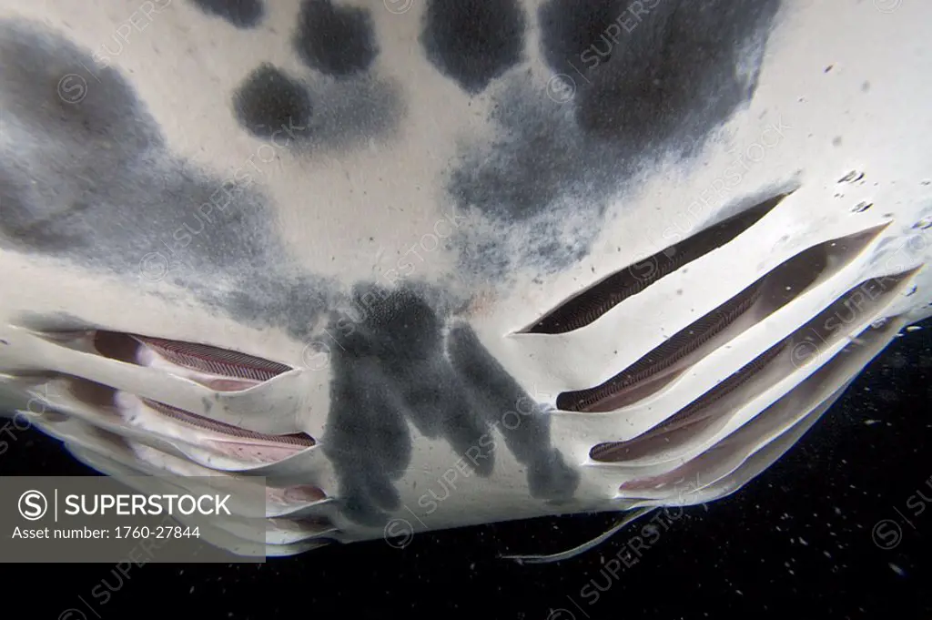 Hawaii, Kona Coast, Famous Manta ray night dive, close-up of gills of a manta ray Manta birostris feeding on plankton