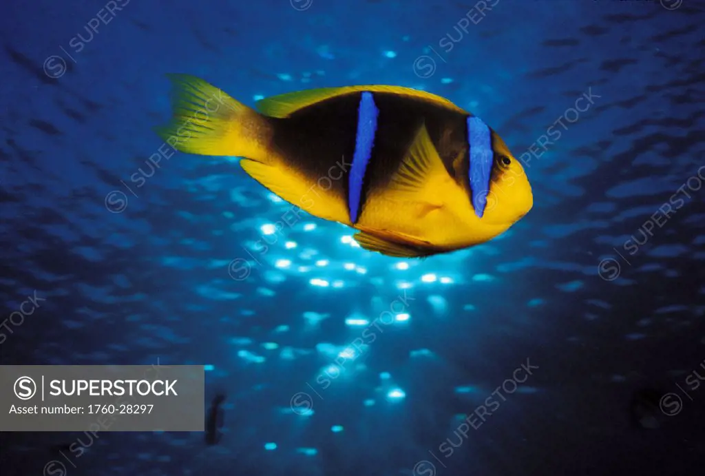 Mariana Islands, Saipan, Orange-fin anemone fish (Amphiprion chrysopterus) .