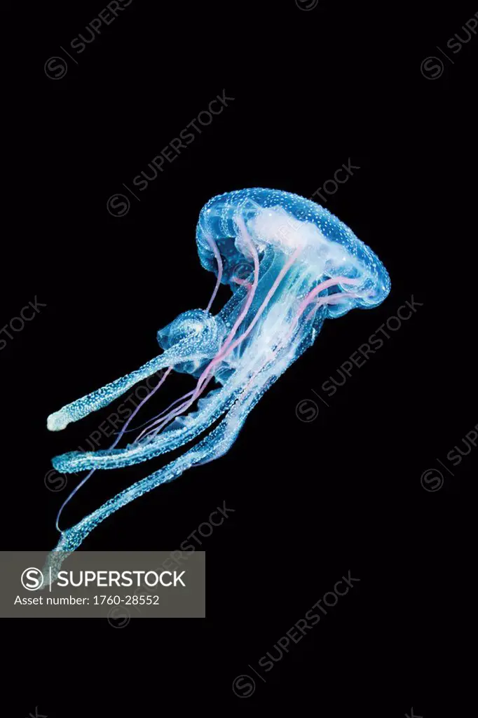 Philippines, Luminescent Jellyfish Pelagia noctiluca.