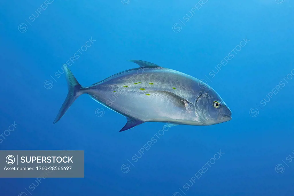 The Yellowspot trevally, or Island trevally (jack), (Carangoides orthogrammus), is known as an ulua in Hawaii; Hawaii, United States of America