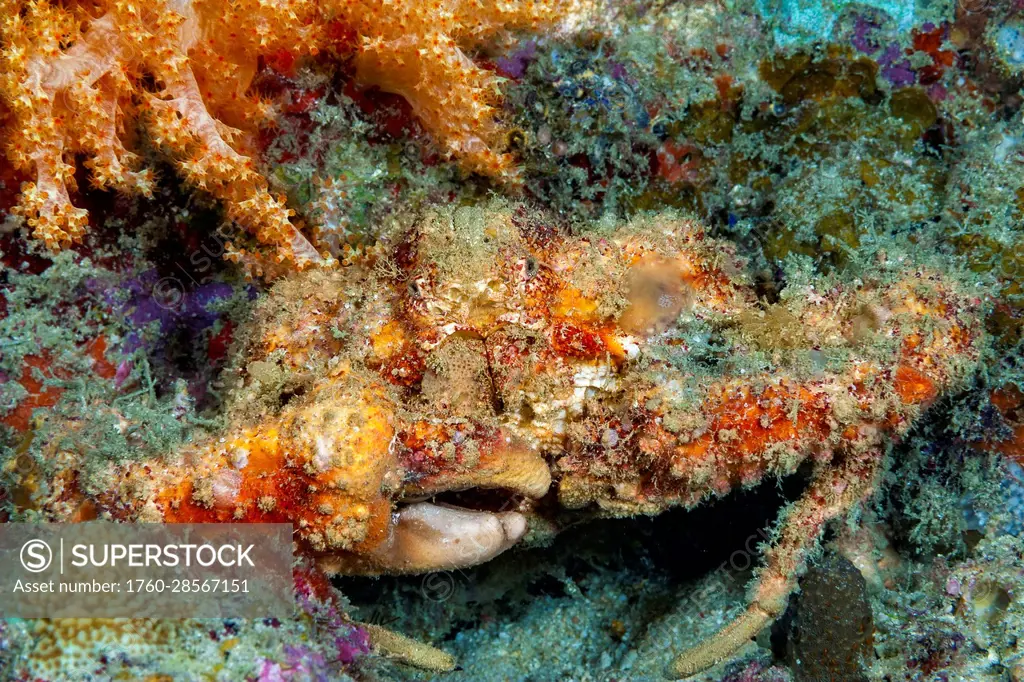 The Horrid elbow crab (Daldorfia horrida) is also know as a rubble crab; Raja Ampat, Indonesia