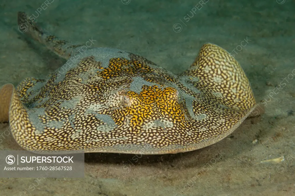 This Yellow stingray (Urolophus jamaicensis) was photographed off Singer Island in Florida, USA; Florida, United States of America