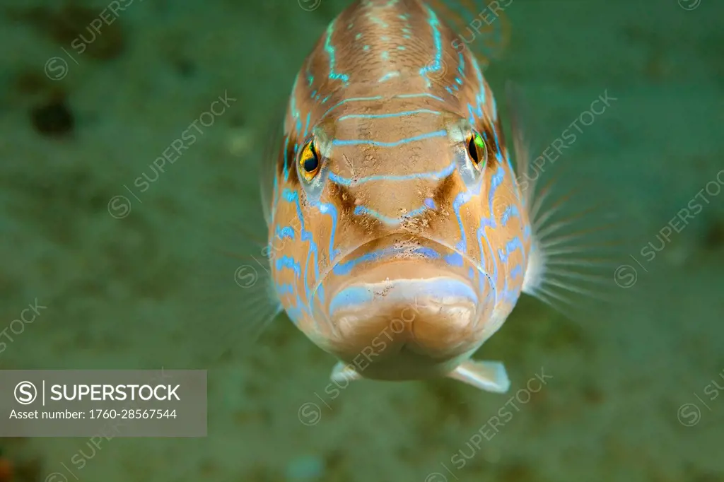 Front view of a Sand perch (Diplectrum formosum) off Singer Island, Florida, USA; Florida, United States of America