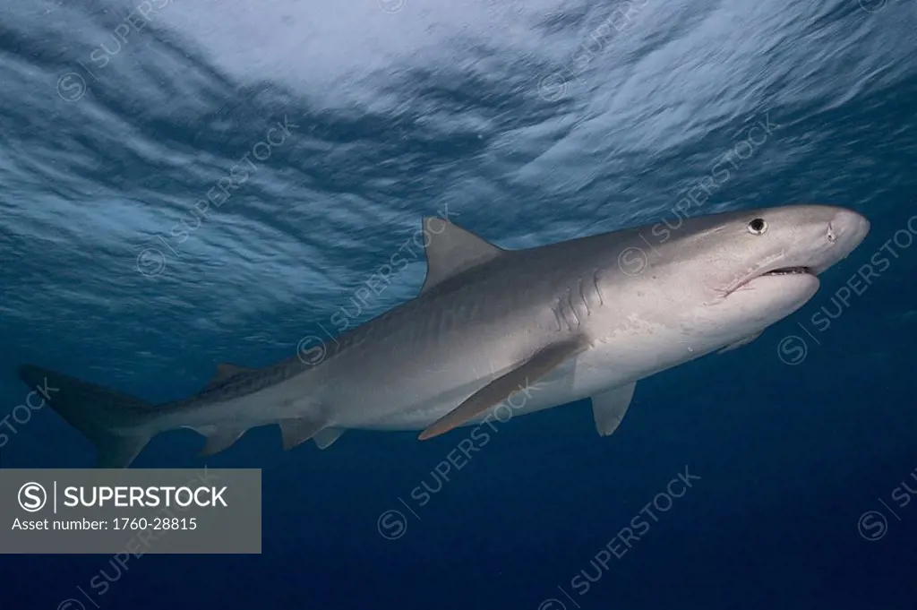 Caribbean, Bahamas, Little Bahama Bank, 14 foot tiger shark Galeocerdo cuvier