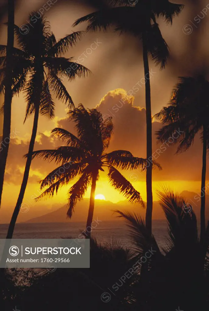 French Polynesia, Tahiti, Palm trees silhouetted by a vibrant sunset.