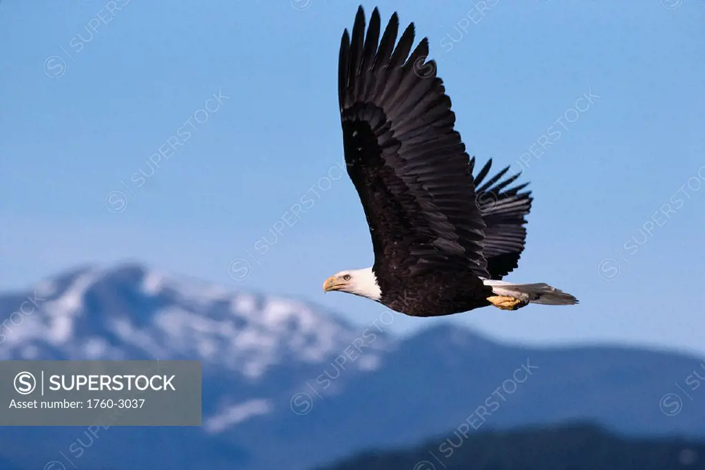 Alaska, Tongass Nat´l Forest Bald eagle in flight, gray sky, mountains distance A52E (Haliaeetus leucocephalus)