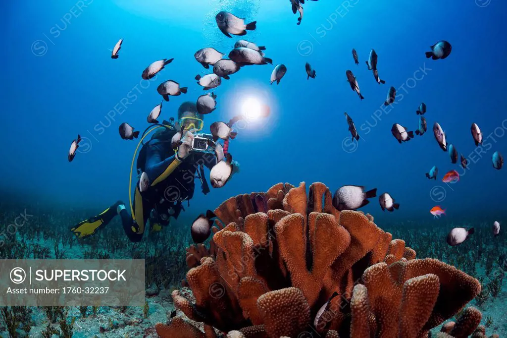 Hawaii, Maui, A Photographer Lines Up On A Group Of Hawaiian Domino Damselfish (Dascyllus Albisella), Also Known As Hawaiian Whitespot Damselfish, One...