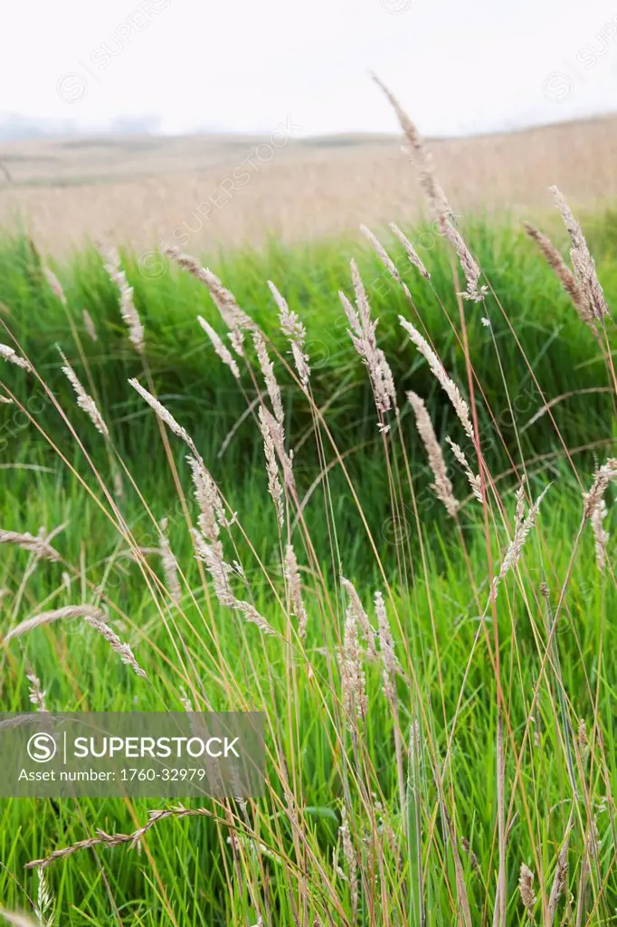 Hawaii, Maui, A Vertical Shot Of Closeup Green Grass.