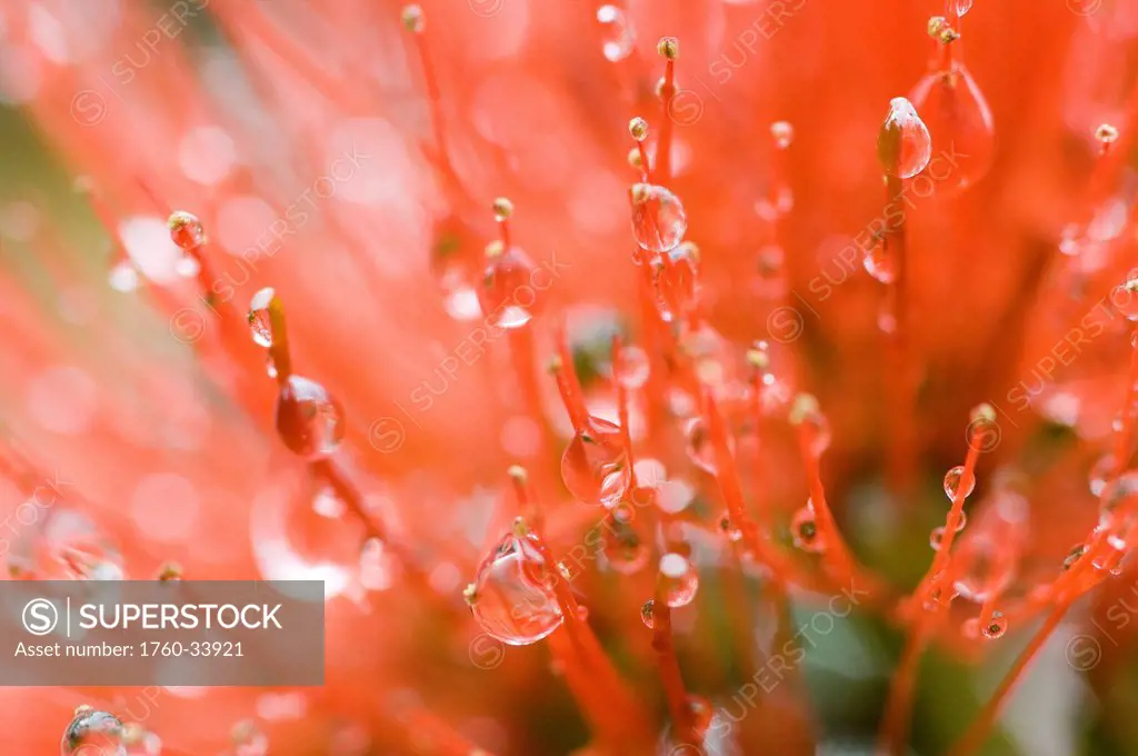 Orange Ohia Lehua and water droplets; Puna, Big Island, Hawaii, United States of America