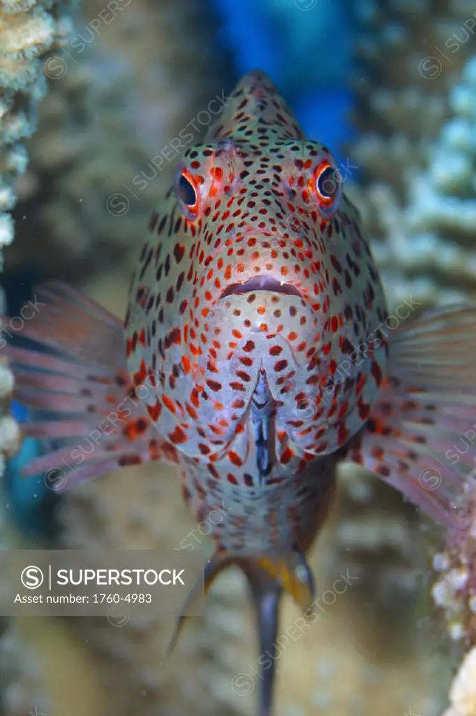 Hawaii, Big Island, Kona Coast, Stocky Hawkfish (Cirrhitus pinnulatus) in coral, po´o-pa´a For use up to 13x20 only