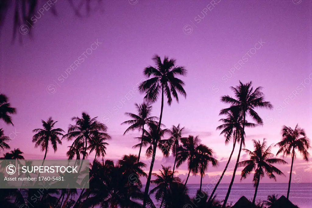 French Polynesia, Tahiti island sunset over ocean, palm trees silhouetted A58B