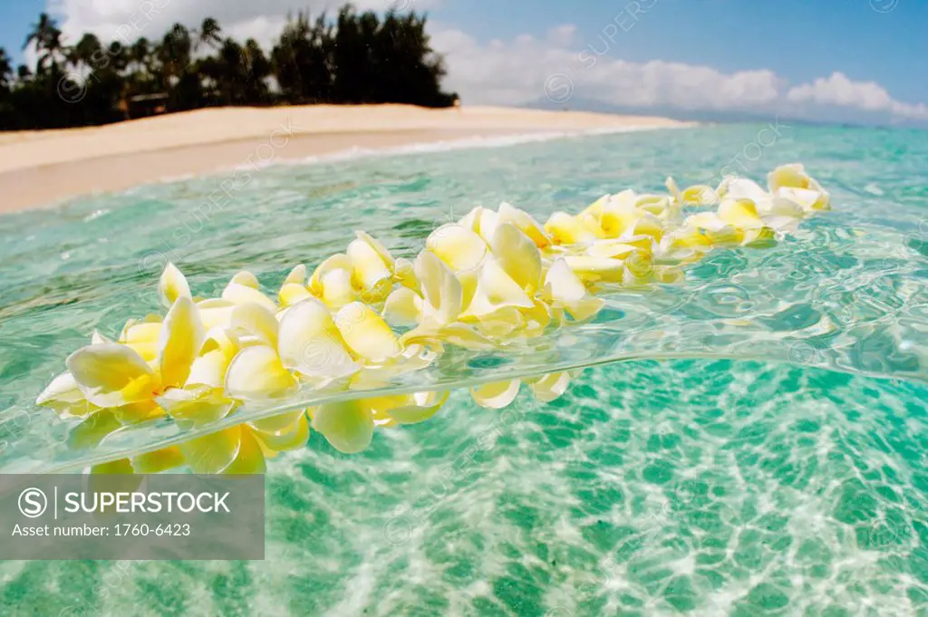 Hawaii, Oahu, North Shore, plumeria lei floating in crystal clear ocean 