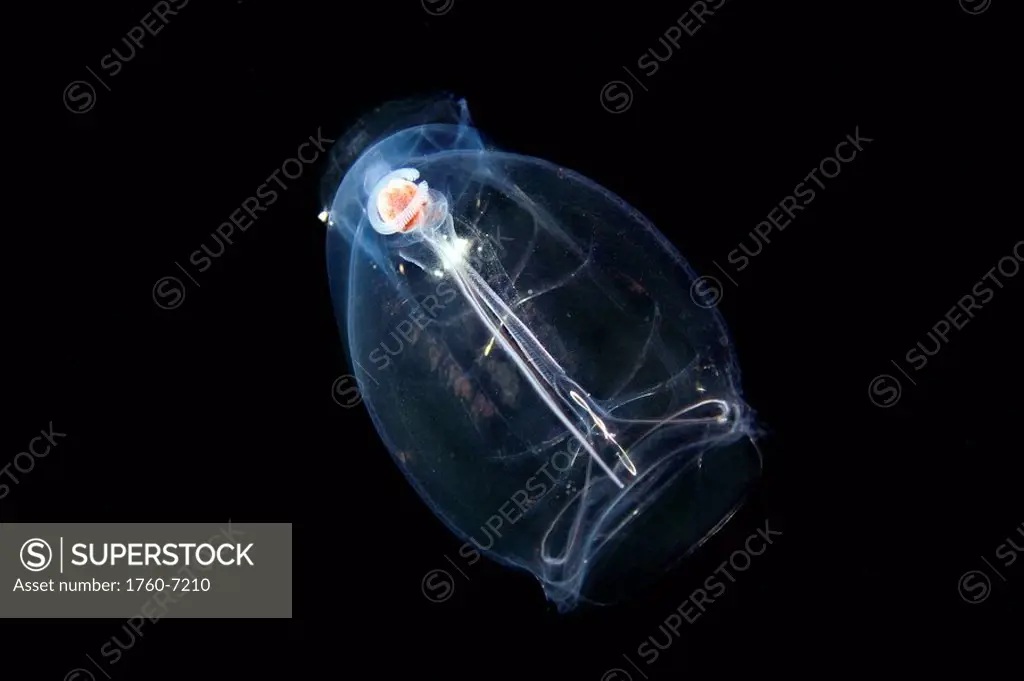 Hawaii, This pelagic tunicate or salp Pegea confoederata is part of the Salpidae family of gelatinous animals 