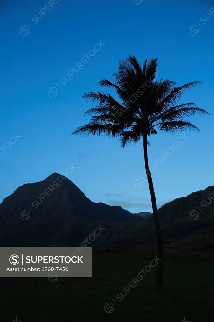 Hawaii, Oahu, Silhouette of palm tree at Kualoa Ranch