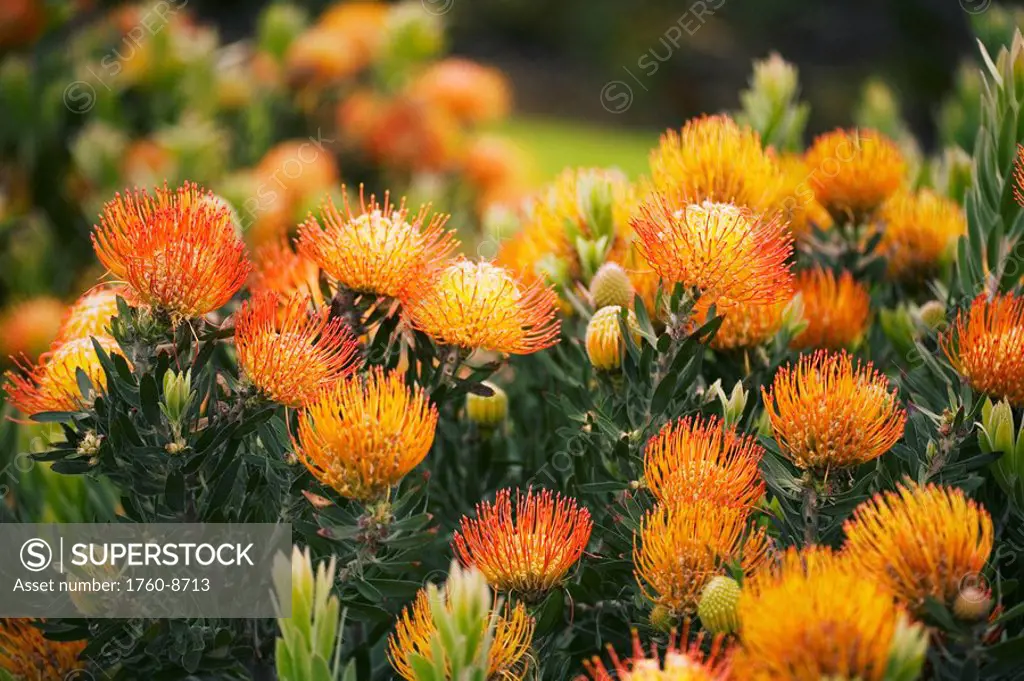 Hawaii, Upcountry Maui, Orange Pin Cushion Protea blossoms on bush.