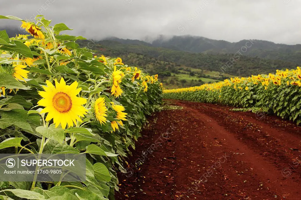 Hawaii, Oahu, North Shore, Sunflower field.