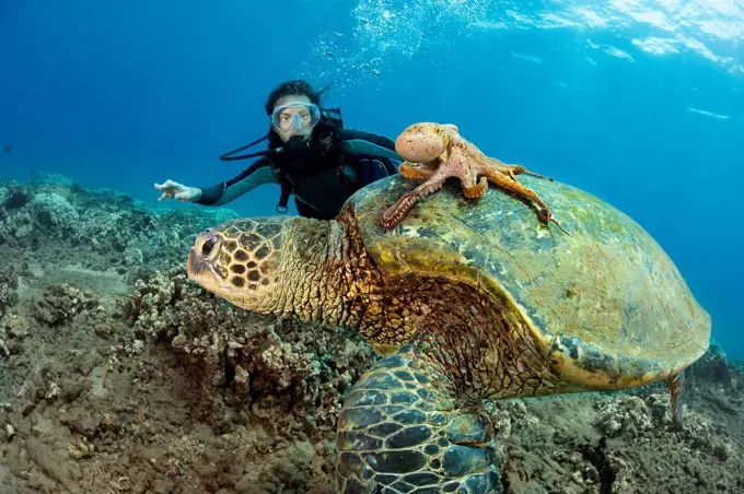 A diver watches on as a Day octopus (Octopus cyanea) hitches a ride on a Green sea turtle (Chelonia mydas); Hawaii, United States of America