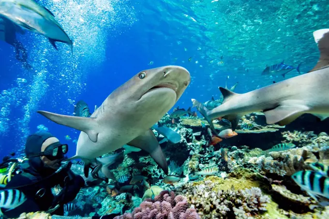 Whitetip reef sharks (Triaenodon obesus) and various reef fish crowd the top of a Fijian reef during a shark feeding in Beqa Lagoon; Fiji