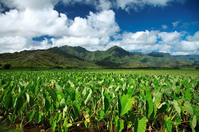 Hawaii, Kauai, North Shore, Hanalei Valley, Taro growing in fields.