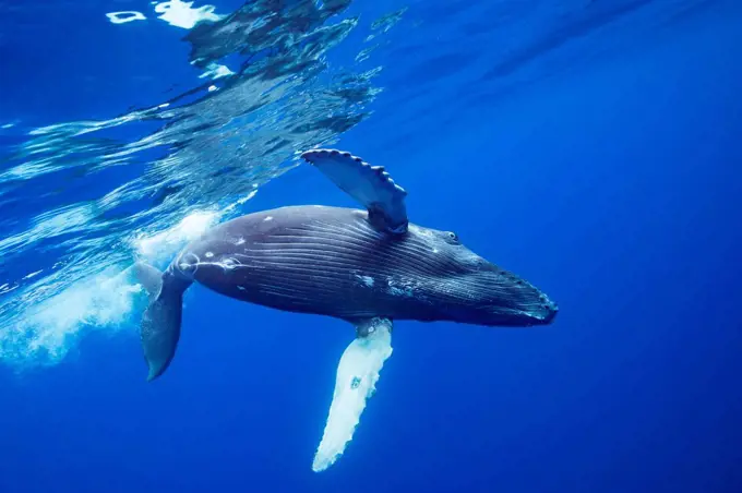 Humpback Whale (Megaptera novaeangliae) rolls over just below the surface; Hawaii, United States of America