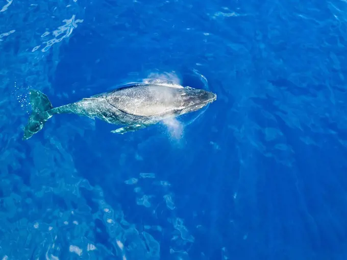 An aerial view of a Humpback Whale (Megaptera novaeangliae) at the surface of the water; Lanai City, Lanai, Hawaii, United States of America