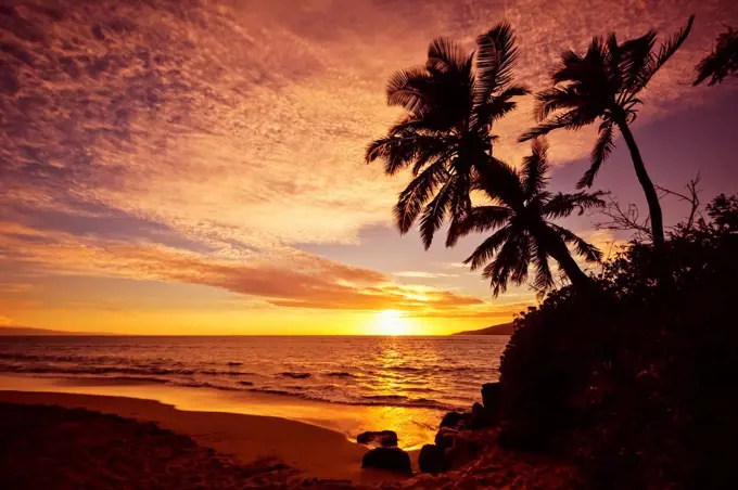 Palm trees at sunset; Kihei, Maui, Hawaii, United States of America