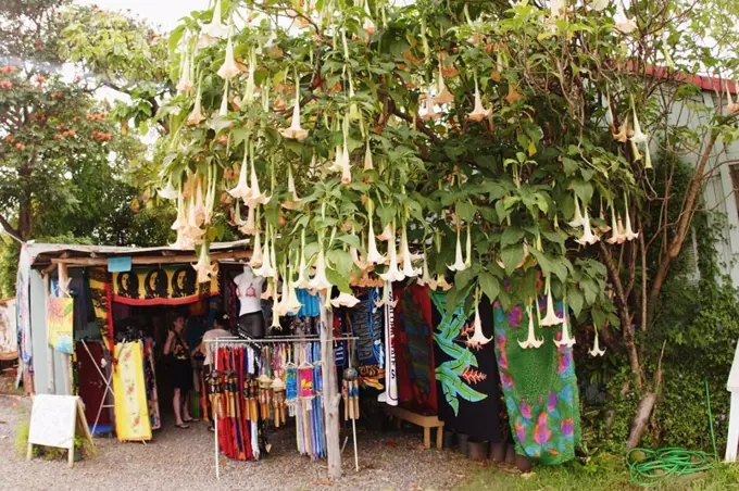 Hawaii, Oahu, North Shore, Haleiwa, Outside of gift shop, flowering tree in foreground.