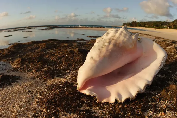 Hawaii, Oahu, North Shore, Conch shell laying on the rocky shore by a white sand beach.