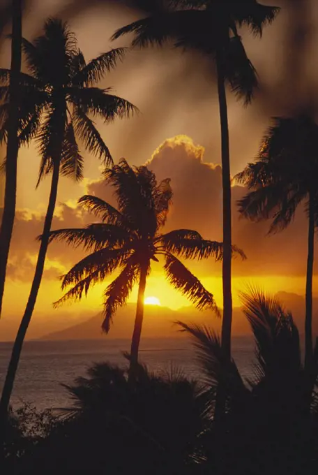 French Polynesia, Tahiti, Palm trees silhouetted by a vibrant sunset.