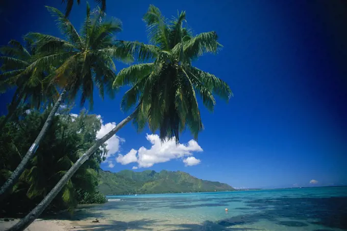 French Polynesia, Tahiti, Moorea coastal scenic with palm trees, ocean & blue sky