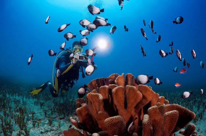 Hawaii, Maui, A Photographer Lines Up On A Group Of Hawaiian Domino Damselfish (Dascyllus Albisella), Also Known As Hawaiian Whitespot Damselfish, One...