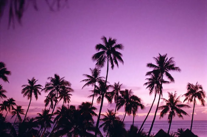 French Polynesia, Tahiti island sunset over ocean, palm trees silhouetted A58B