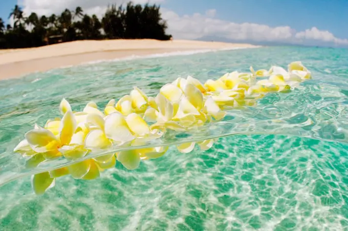 Hawaii, Oahu, North Shore, plumeria lei floating in crystal clear ocean 