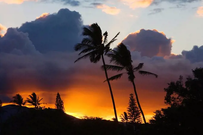 Hawaii, Maui, North Shore, palm trees on a hill, puffy clouds and colorful sunset 