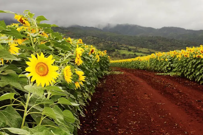 Hawaii, Oahu, North Shore, Sunflower field.