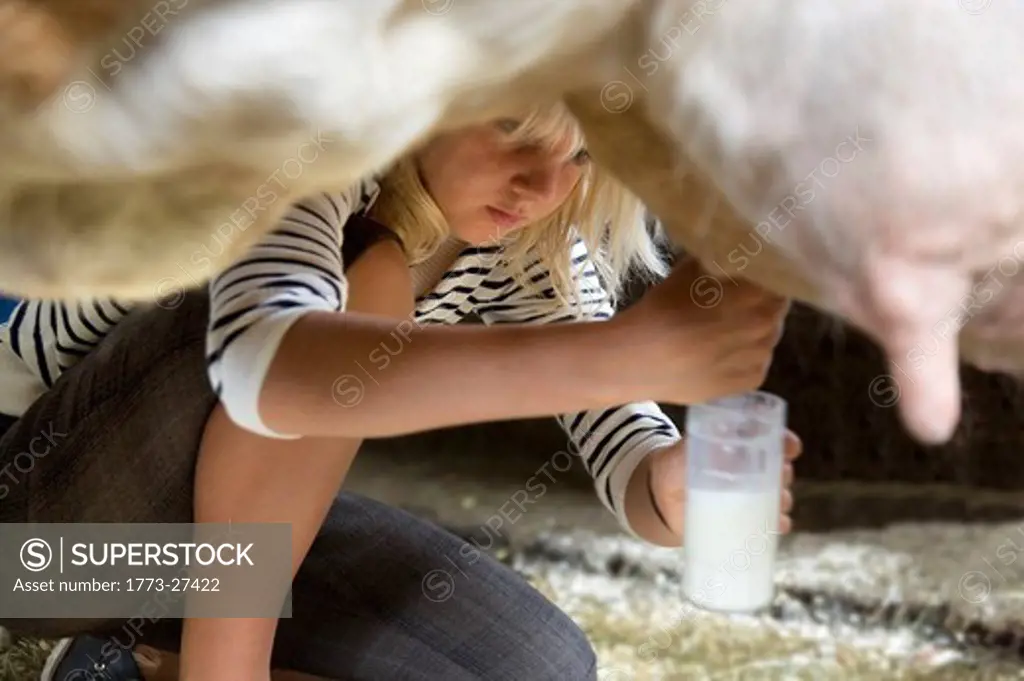girl milking cow by hand
