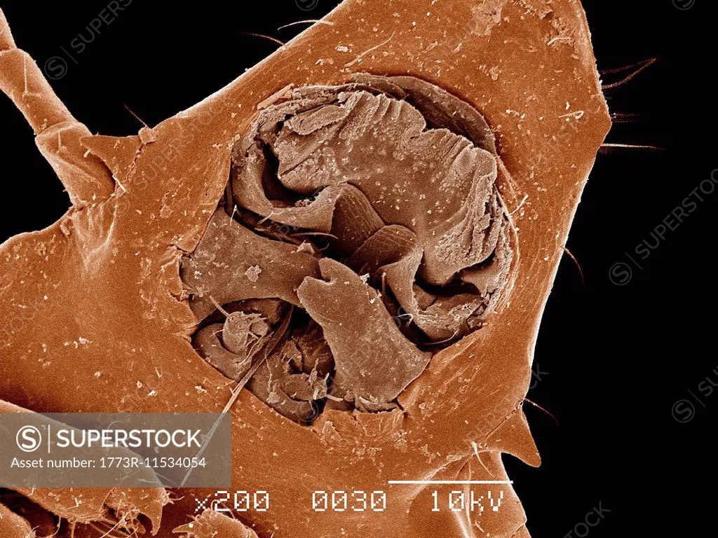 Mouth parts of Duck louse, Phthiraptera, attached to feather SEM