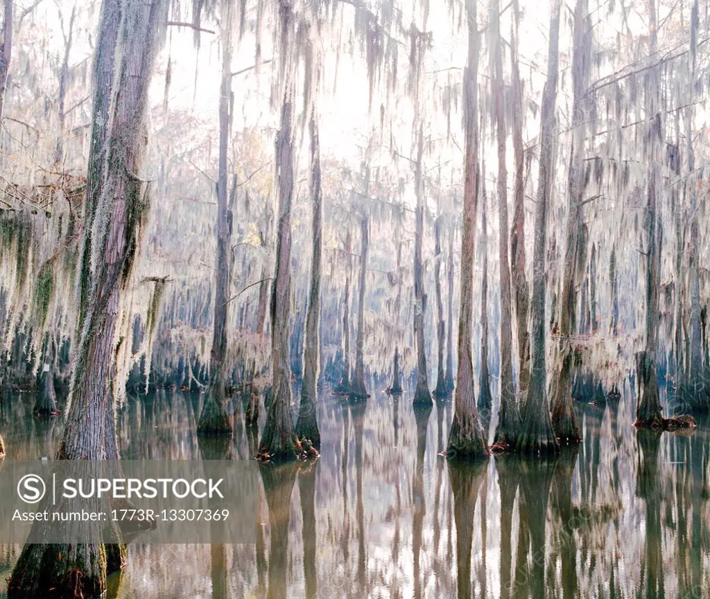 Swamp in Tennessee, USA